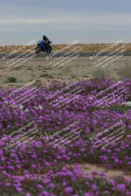media/Jan-14-2023-SoCal Trackdays (Sat) [[497694156f]]/Turn 14 Exit Bloomig (145pm)/